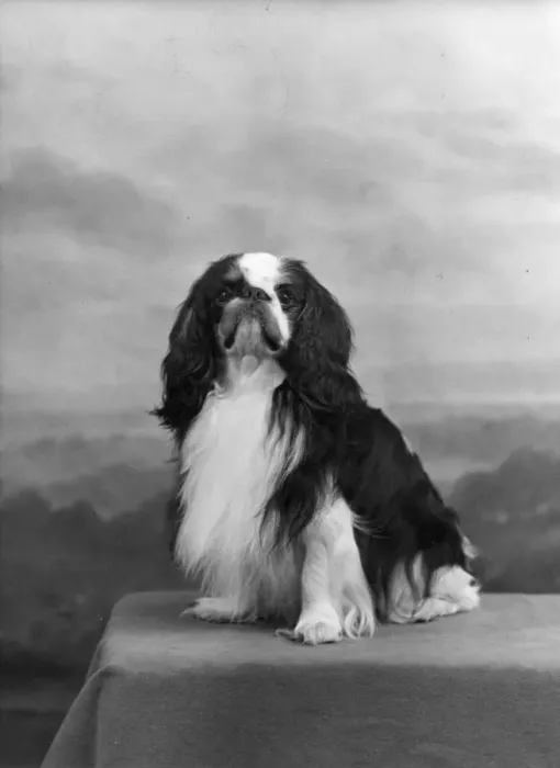 Framed Print : FALL / K. C. SPANIEL / 1955 Framed Print : FALL / K. C. SPANIEL / 1955