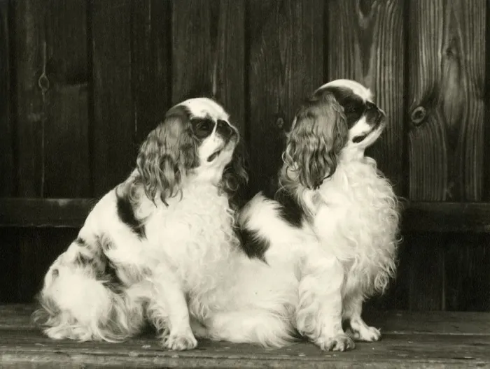 Framed Print : FALL / K. C. SPANIEL / 1964 Framed Print : FALL / K. C. SPANIEL / 1964