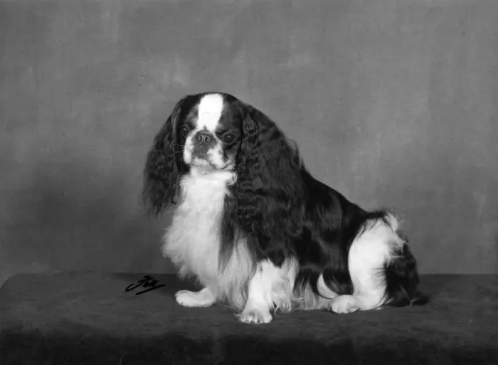 Framed Print : FALL / K. C. SPANIEL / 1967 Framed Print : FALL / K. C. SPANIEL / 1967