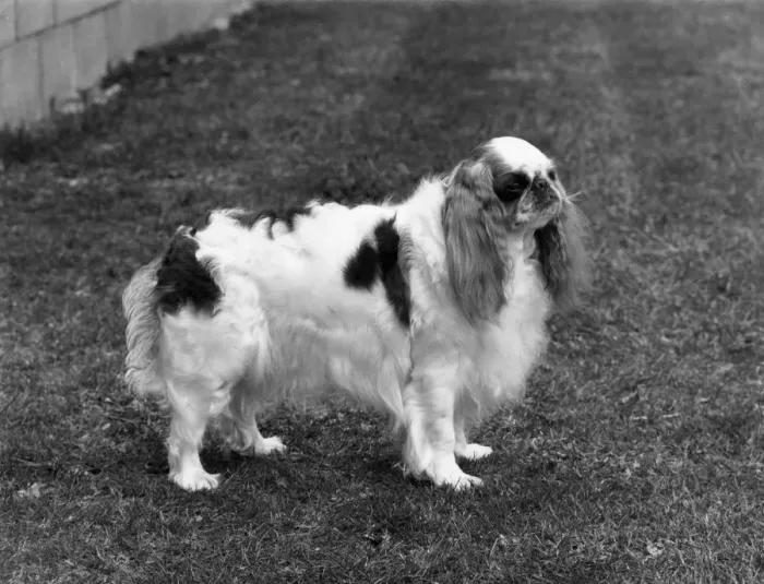 Framed Print : FALL / K. C. SPANIEL / 1971 Framed Print : FALL / K. C. SPANIEL / 1971