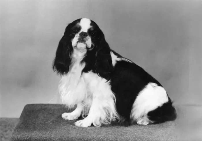 Framed Print : FALL / K. C. SPANIEL / 1975 Framed Print : FALL / K. C. SPANIEL / 1975