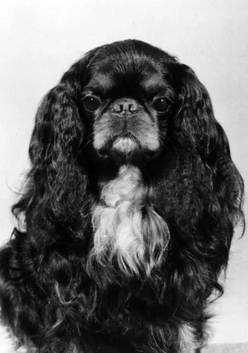 Framed Print : FALL / K. C. SPANIEL / 1978 Framed Print : FALL / K. C. SPANIEL / 1978