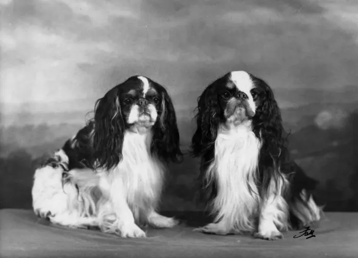 Framed Print : FALL / K. C. SPANIELS / 1957 Framed Print : FALL / K. C. SPANIELS / 1957