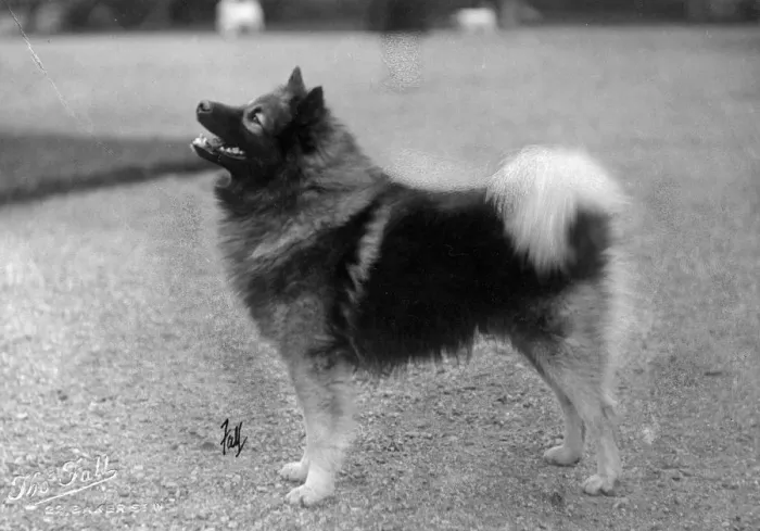 Framed Print : FALL / KEESHOND / 1930 Framed Print : FALL / KEESHOND / 1930