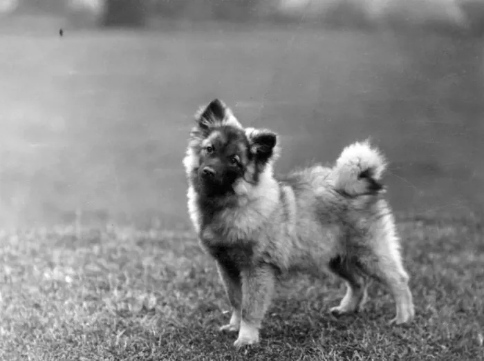 Framed Print : FALL / KEESHOND / 1932 Framed Print : FALL / KEESHOND / 1932