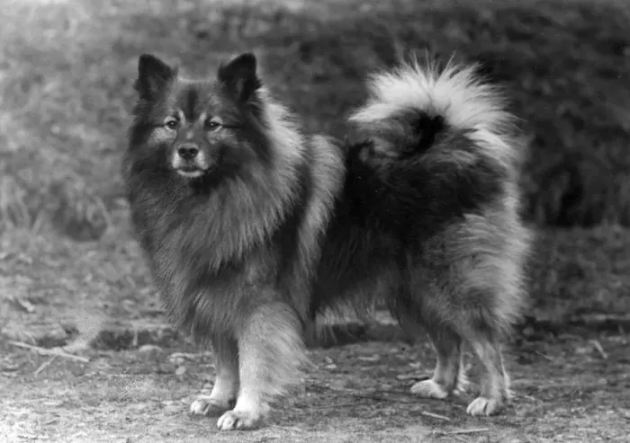 Framed Print : FALL / KEESHOND / 1946 Framed Print : FALL / KEESHOND / 1946