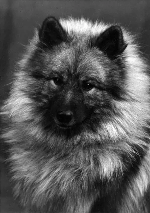 Framed Print : FALL / KEESHOND / 1956 Framed Print : FALL / KEESHOND / 1956