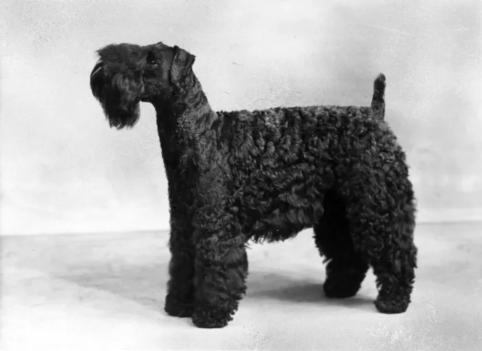 Framed Print : FALL / KERRY BLUE TERRIER Framed Print : FALL / KERRY BLUE TERRIER