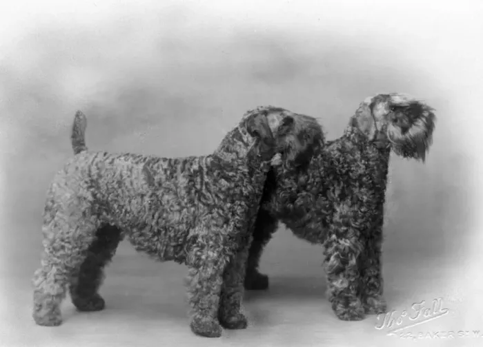 Framed Print : FALL / KERRY BLUE TERRIER Framed Print : FALL / KERRY BLUE TERRIER