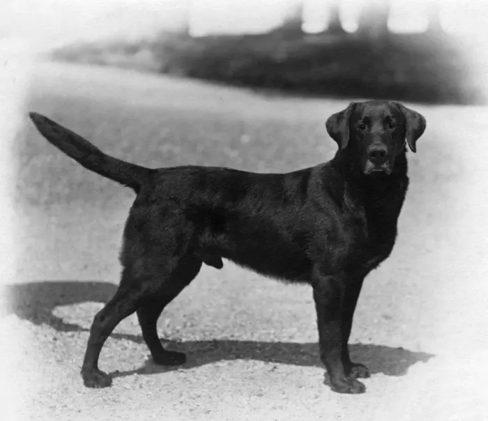 Framed Print : Fall / Labrador / 1924 Framed Print : Fall / Labrador / 1924