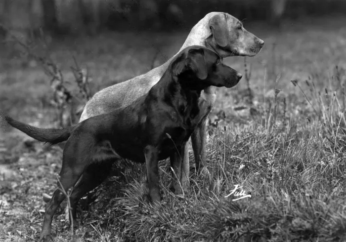Framed Print : FALL / LABRADOR / 1940 Framed Print : FALL / LABRADOR / 1940