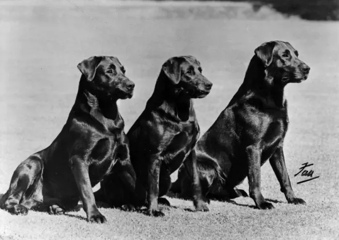 Framed Print : FALL / LABRADOR / 1952 Framed Print : FALL / LABRADOR / 1952