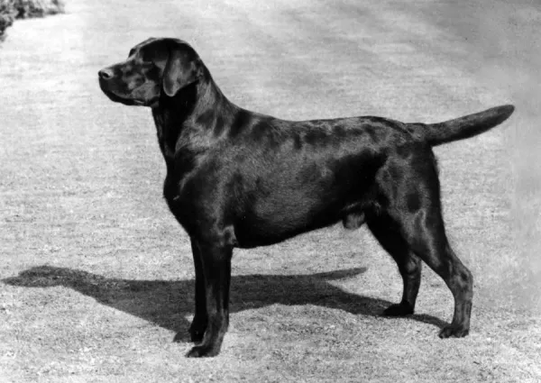 Sandylands Black Jack Labrador Print Art Prints, Posters