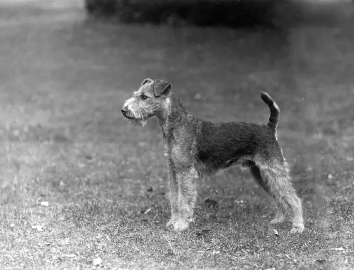 Framed Print : FALL / LAKELAND TERRIER / 36 Framed Print : FALL / LAKELAND TERRIER / 36