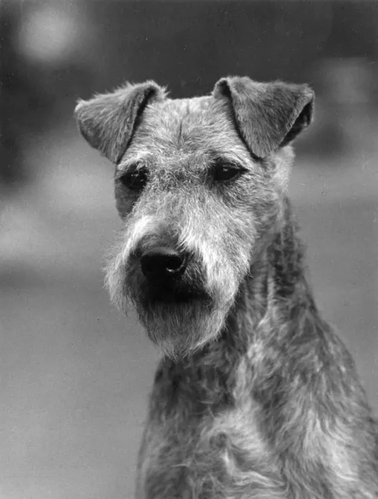 Framed Print : FALL / LAKELAND TERRIER / 36 Framed Print : FALL / LAKELAND TERRIER / 36