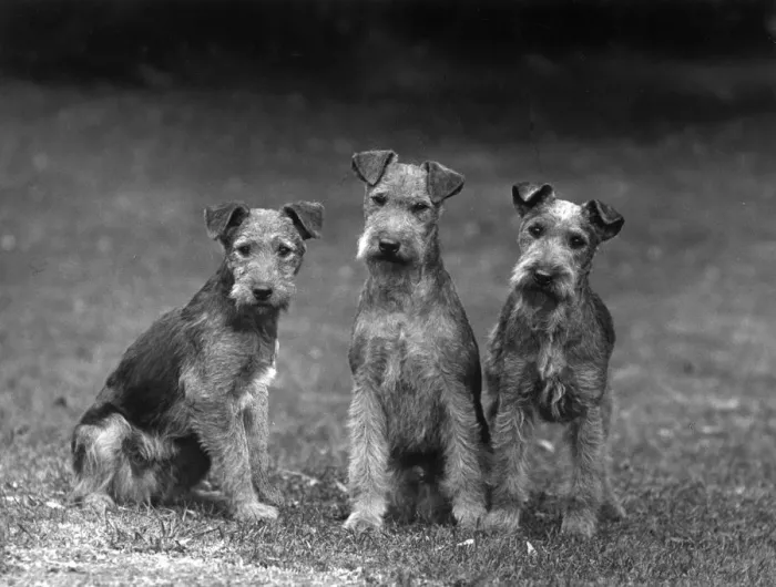 Framed Print : FALL / LAKELAND TERRIER / 36 Framed Print : FALL / LAKELAND TERRIER / 36
