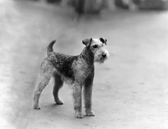 Framed Print : FALL / LAKELAND TERRIER / 39 Framed Print : FALL / LAKELAND TERRIER / 39