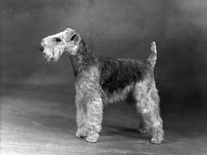 Framed Print : FALL / LAKELAND TERRIER / 50 Framed Print : FALL / LAKELAND TERRIER / 50