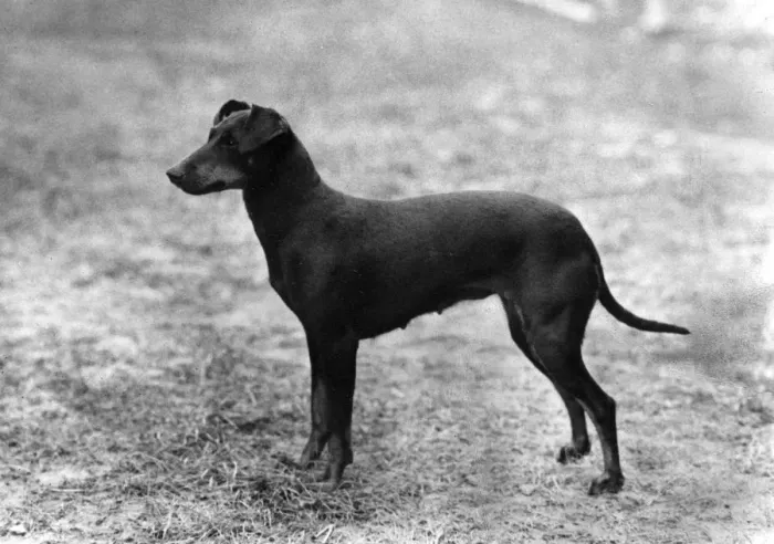 Framed Print : FALL / MANCHESTER TERRIER Framed Print : FALL / MANCHESTER TERRIER