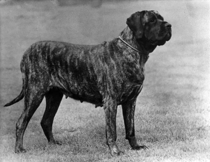 Framed Print : FALL / MASTIFF / 1955 Framed Print : FALL / MASTIFF / 1955