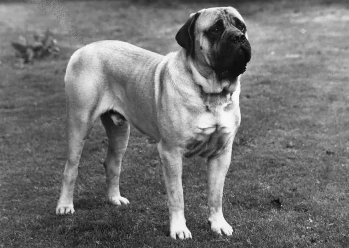 Framed Print : FALL / MASTIFF / 1965 Framed Print : FALL / MASTIFF / 1965