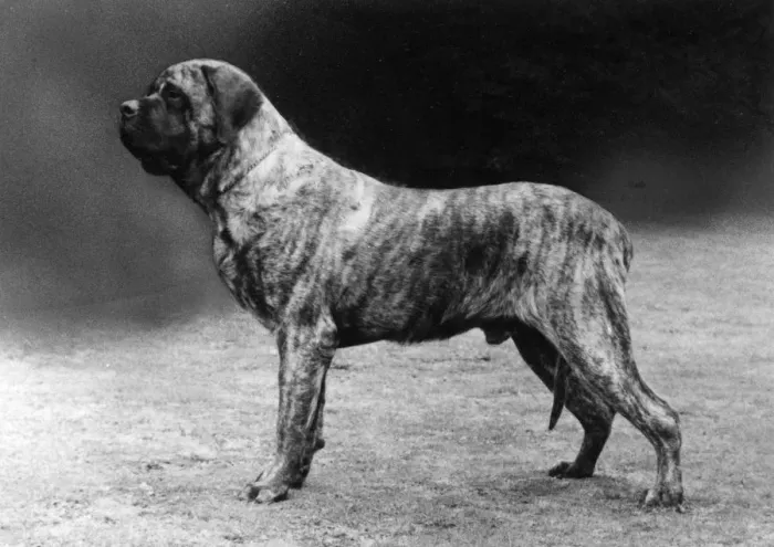 Framed Print : FALL / MASTIFF / 1977 Framed Print : FALL / MASTIFF / 1977