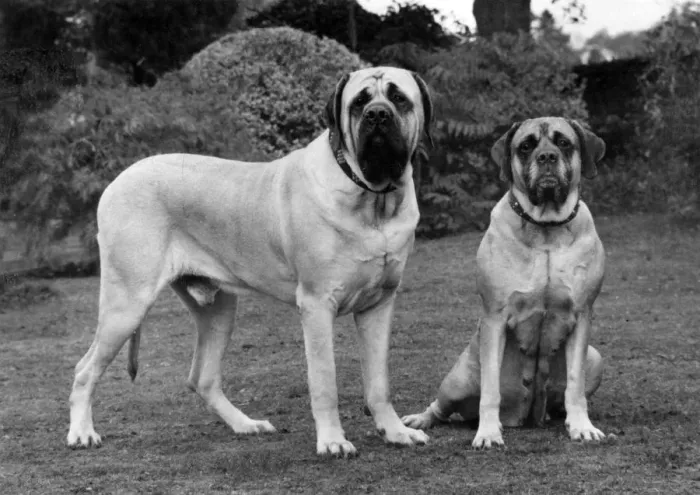 Framed Print : FALL / MASTIFF / PAIR / 1976 Framed Print : FALL / MASTIFF / PAIR / 1976