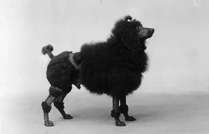 Framed Print : FALL / MINI POODLE Framed Print : FALL / MINI POODLE