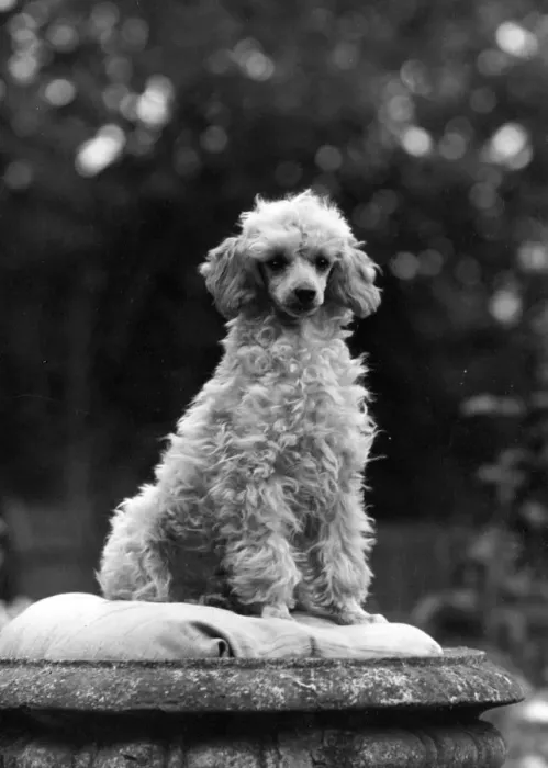 Framed Print : FALL / MINI POODLE / FIRCOT Framed Print : FALL / MINI POODLE / FIRCOT