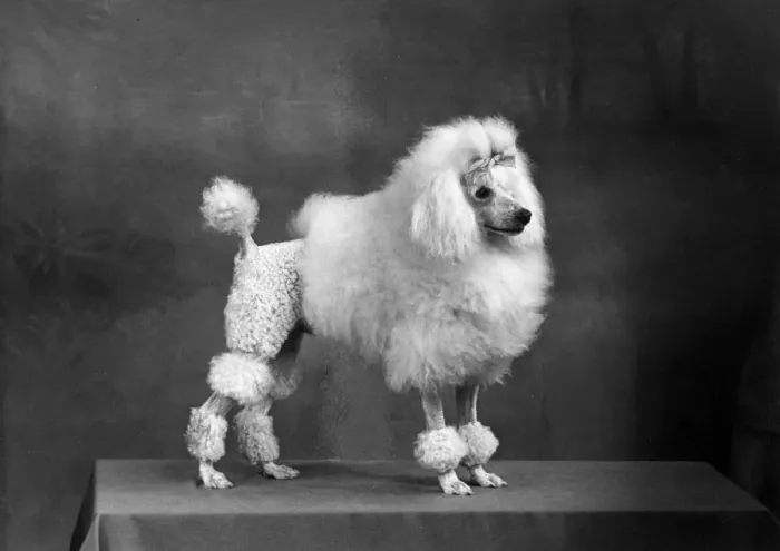 Framed Print : FALL  /  MINI POODLE  /  FIRCOT