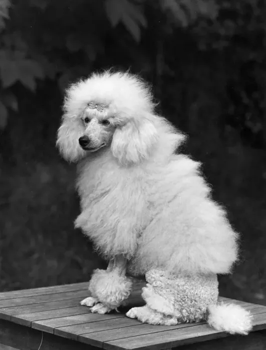 Framed Print : FALL / MINI POODLE / FIRCOT Framed Print : FALL / MINI POODLE / FIRCOT