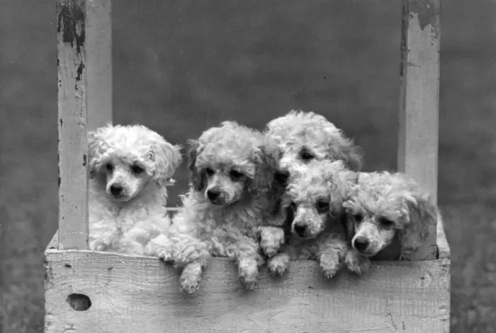 Framed Print : FALL / MINI POODLE / GROUP Framed Print : FALL / MINI POODLE / GROUP