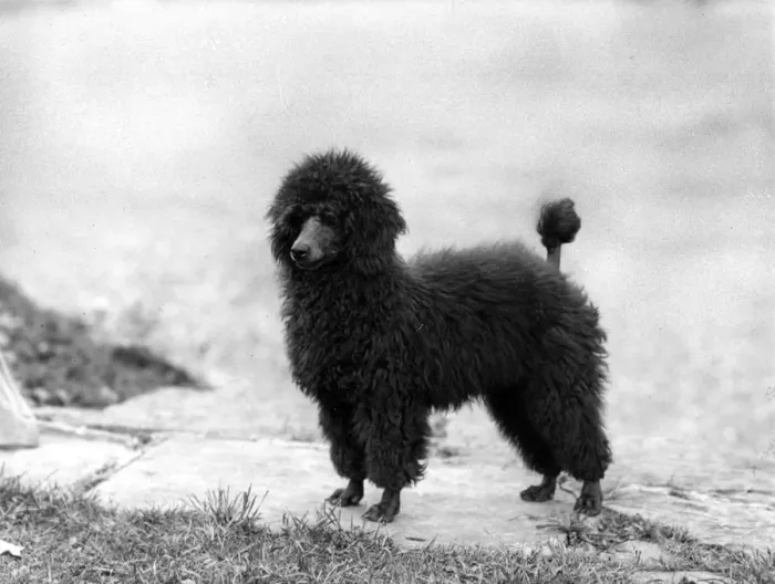 Framed Print : FALL / MINI POODLE / RAMA Framed Print : FALL / MINI POODLE / RAMA