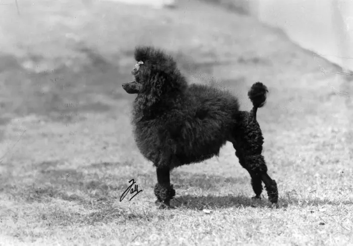 Framed Print : FALL / MINI POODLE / SUCHETT Framed Print : FALL / MINI POODLE / SUCHETT