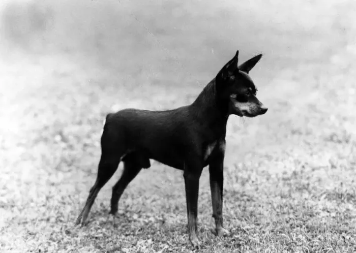 Framed Print : FALL / MINIATURE PINSCHER Framed Print : FALL / MINIATURE PINSCHER