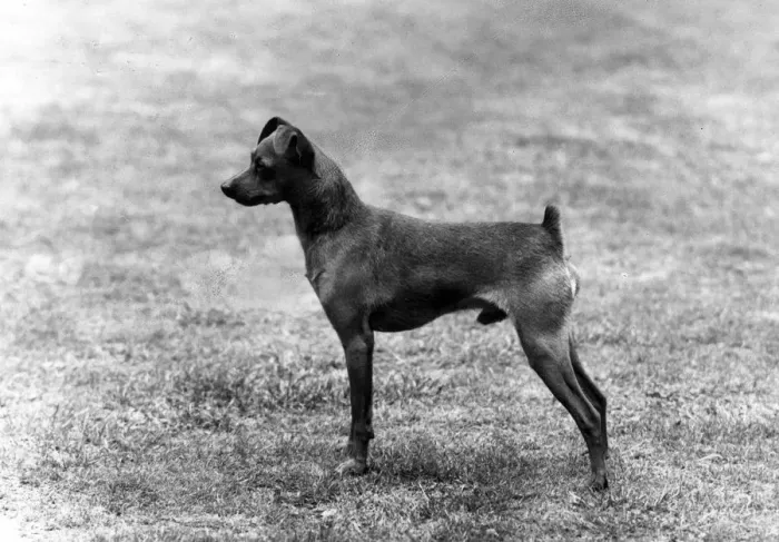 Framed Print : FALL / MINIATURE PINSCHER Framed Print : FALL / MINIATURE PINSCHER