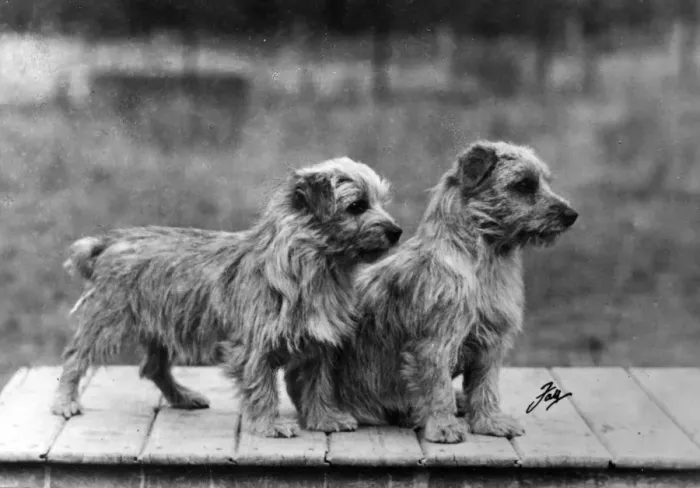 Framed Print : FALL / NORFOLK TERRIER / 49 Framed Print : FALL / NORFOLK TERRIER / 49