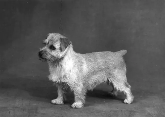 Framed Print : FALL / NORFOLK TERRIER / 61 Framed Print : FALL / NORFOLK TERRIER / 61
