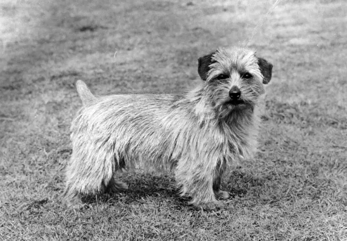 Framed Print : FALL / NORFOLK TERRIER / 72 Framed Print : FALL / NORFOLK TERRIER / 72