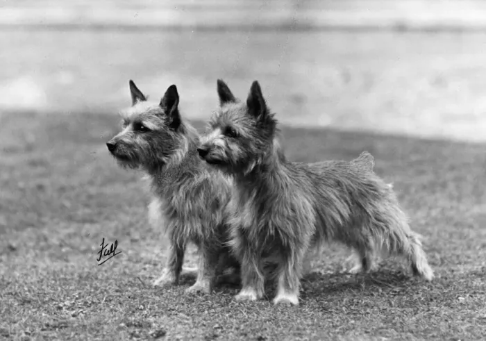 Framed Print : FALL / NORWICH TERRIER / 46 Framed Print : FALL / NORWICH TERRIER / 46