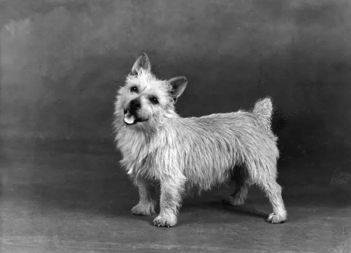 Framed Print : FALL / NORWICH TERRIER / 47 Framed Print : FALL / NORWICH TERRIER / 47
