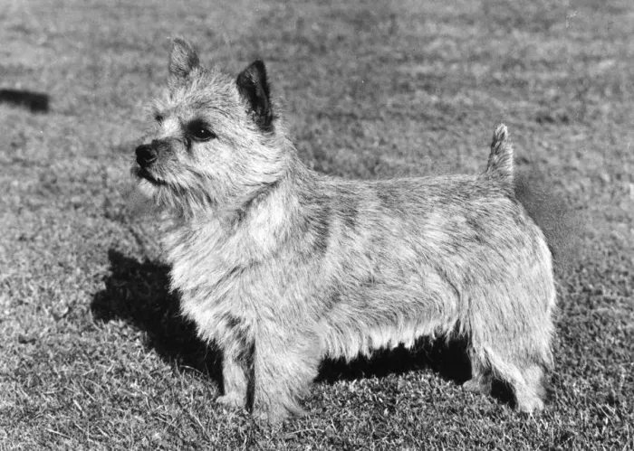 Framed Print : FALL / NORWICH TERRIER / 73 Framed Print : FALL / NORWICH TERRIER / 73