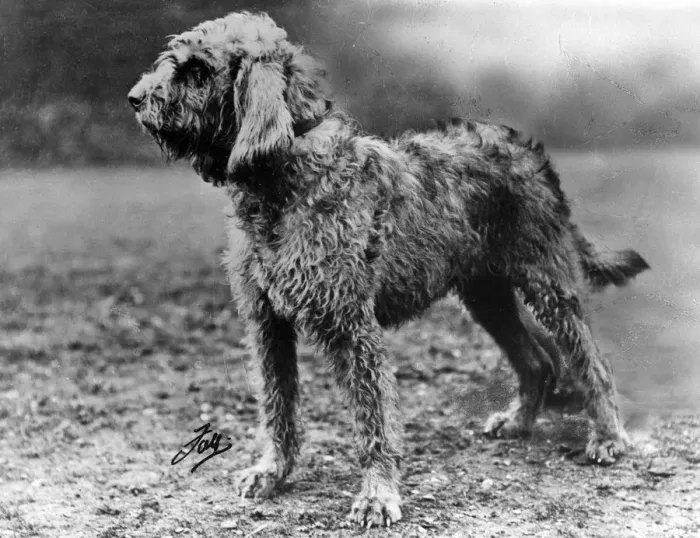 Framed Print : Fall - Otter Hound - 1934 Framed Print : Fall - Otter Hound - 1934