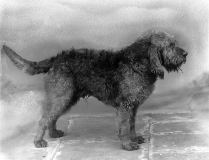 Framed Print : FALL / OTTER HOUND / 1936 Framed Print : FALL / OTTER HOUND / 1936