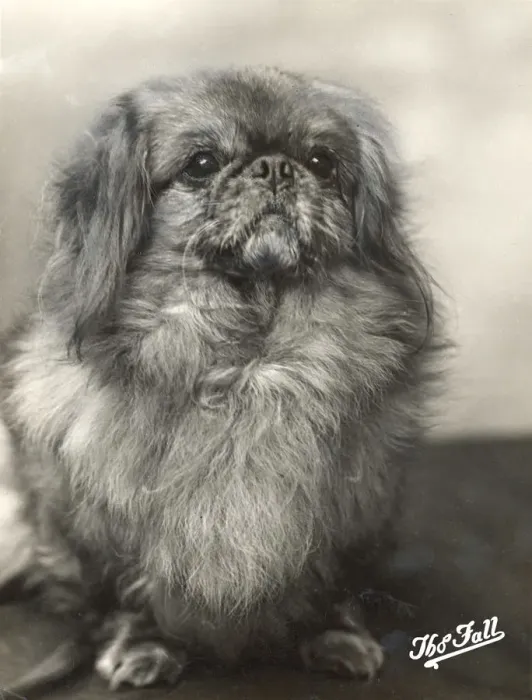 Framed Print : FALL / PEKINGESE / 1912 Framed Print : FALL / PEKINGESE / 1912