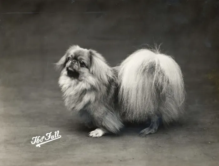 Framed Print : FALL / PEKINGESE / 1914 Framed Print : FALL / PEKINGESE / 1914