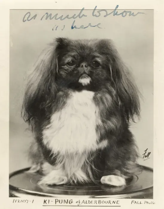 Framed Print : FALL / PEKINGESE / 1919 Framed Print : FALL / PEKINGESE / 1919