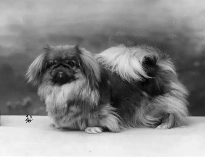 Framed Print : FALL / PEKINGESE / 1926 Framed Print : FALL / PEKINGESE / 1926