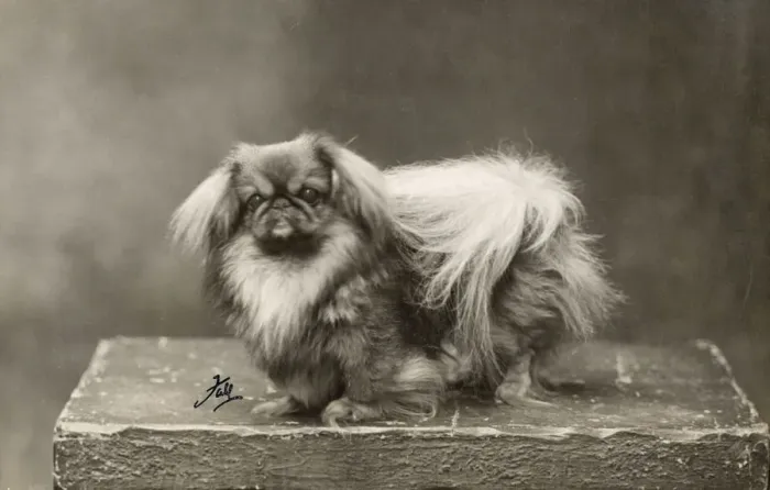 Framed Print : FALL / PEKINGESE / 1928 Framed Print : FALL / PEKINGESE / 1928