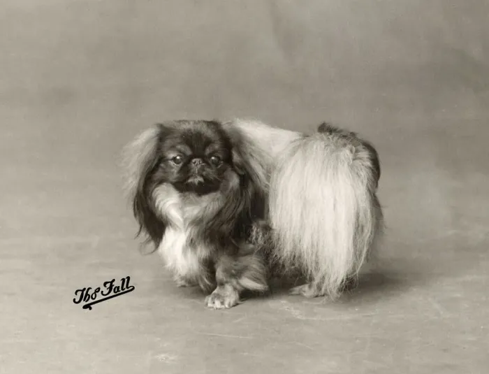 Framed Print : FALL / PEKINGESE / 1929 Framed Print : FALL / PEKINGESE / 1929